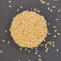 M.P Lokone Wheat
